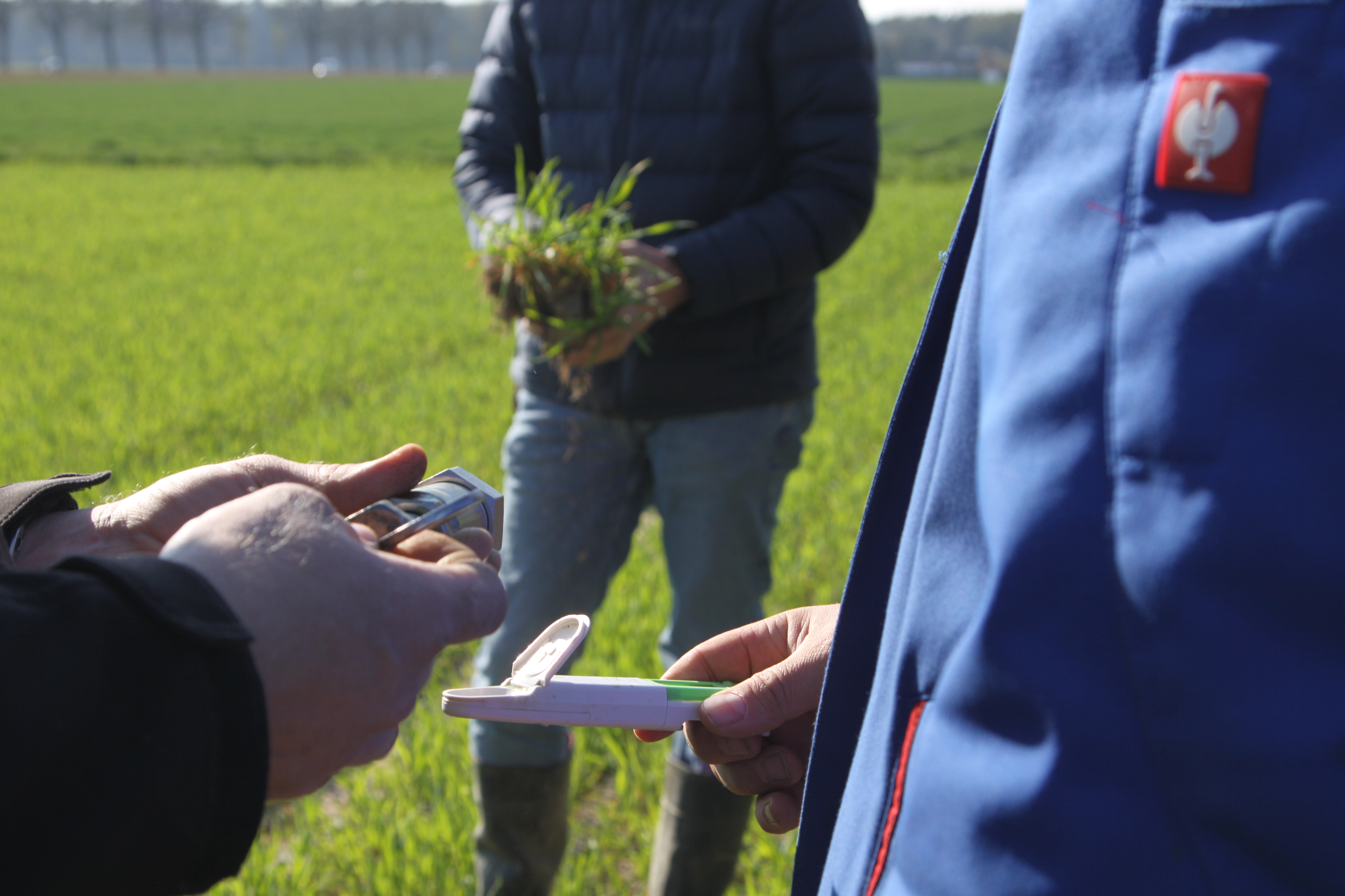 Pflanzenuntersuchung